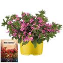 Afbeelding van Ms P12 Scaevola pink